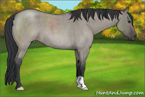 Horse Color:Grullo Roan 