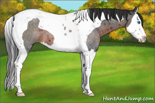 Horse Color:Brown Roan Splash Tobiano 