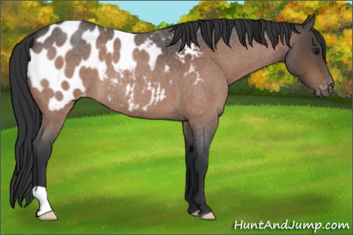 Horse Color:Brown Roan Appaloosa 