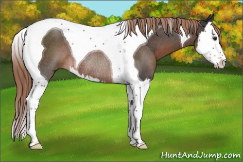 Horse Color:Liver Red Roan Splash Tobiano Rabicano 