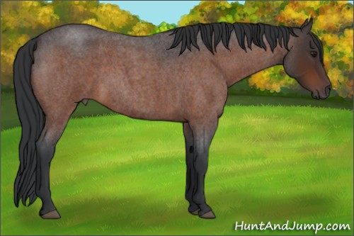 Horse Color:Brown Roan 