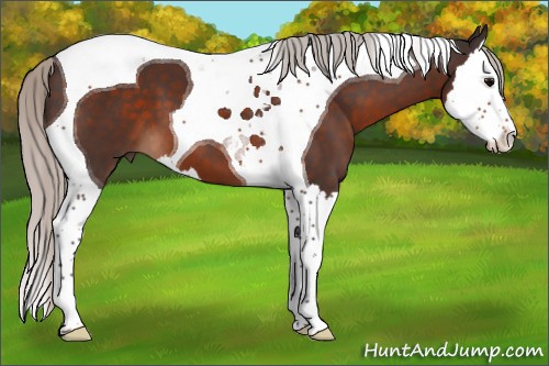 Horse Color:Silver Brown Splash Tobiano 