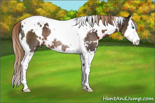 Horse Color:White Spotted Liver Chestnut Splash Tobiano Rabicano 