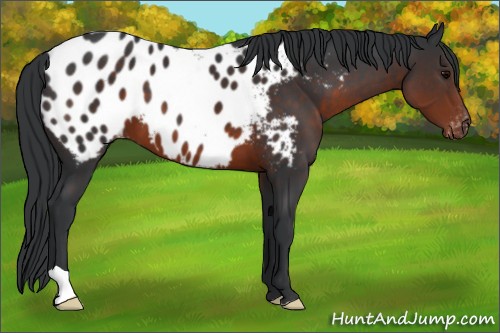 Horse Color:Brown Appaloosa 