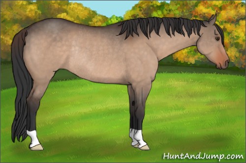 Horse Color:Brown Dun Rabicano 