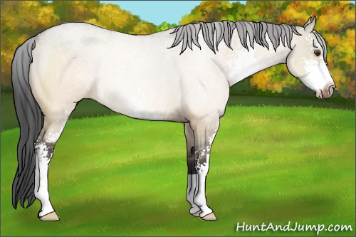 Horse Color:Brown Roan Dun Sabino Rabicano 