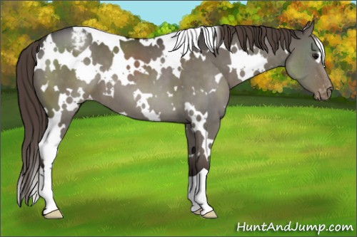 Horse Color:White Spotted Smoky Grullo Appaloosa 