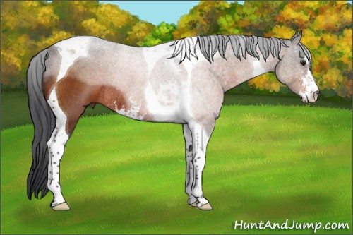 Horse Color:Brown Sabino Tobiano Rabicano 