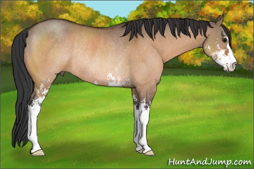 Horse Color:Brown Dun Sabino Rabicano 