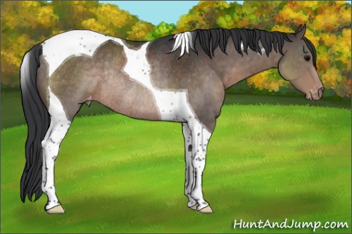 Horse Color:Brown Tobiano Appaloosa Rabicano 