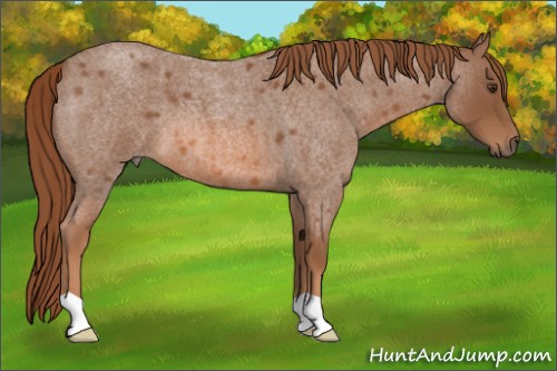 Horse Color:Red Roan 