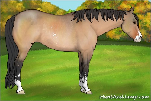 Horse Color:Brown Dun Sabino Rabicano 