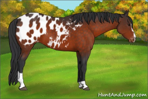 Horse Color:Brown Sabino Appaloosa 