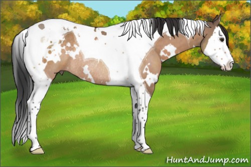 Horse Color:White Spotted Brown Dun Splash Tobiano Rabicano 