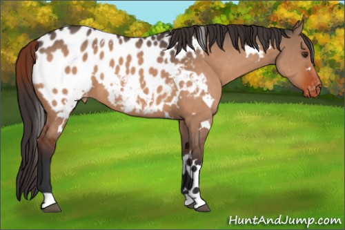 Horse Color:White Spotted Brown Dun Appaloosa 