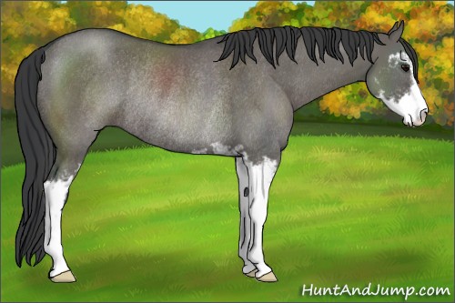 Horse Color:Grullo Sabino Rabicano 