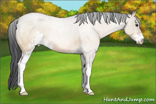 Horse Color:Brown Roan Dun Sabino 