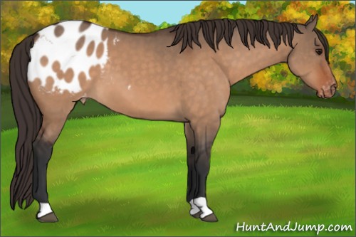 Horse Color:Bay Dun Appaloosa 