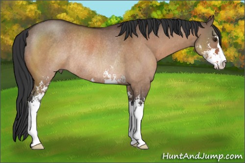 Horse Color:Brown Dun Sabino Rabicano 