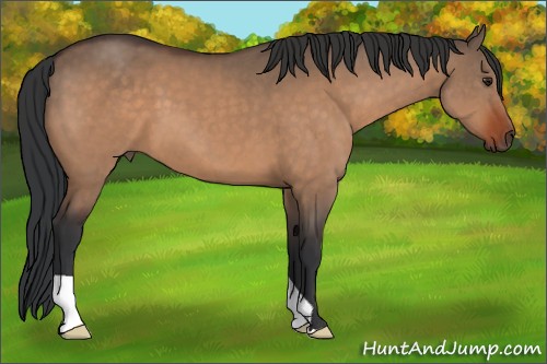 Horse Color:Brown Dun 