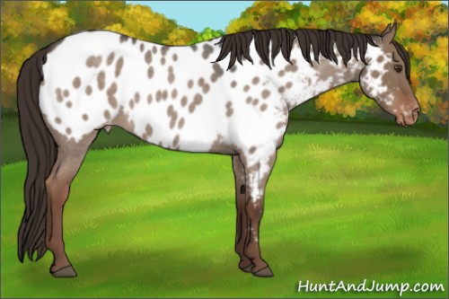 Horse Color:Liver Red Dun Roan Appaloosa 