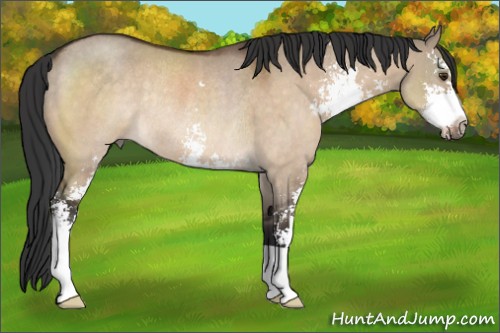 Horse Color:Brown Dun Sabino Rabicano 