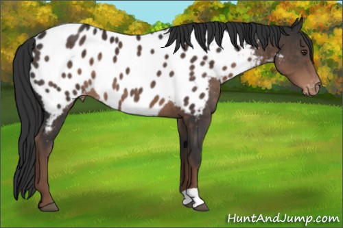 Horse Color:Liver Chestnut Appaloosa 