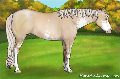 Horse Color:Silver Grullo Pearl Sabino 