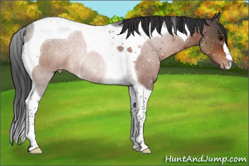 Horse Color:Bay Tobiano Appaloosa 