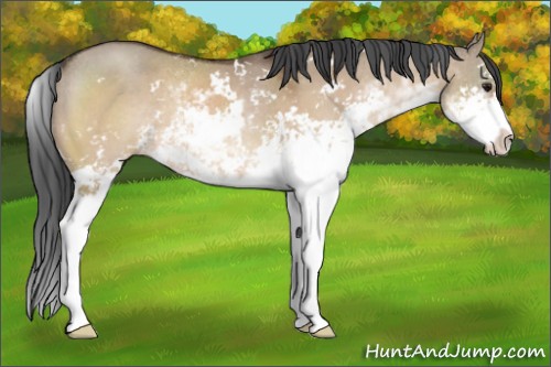 Horse Color:Bay Dun Sabino Rabicano 