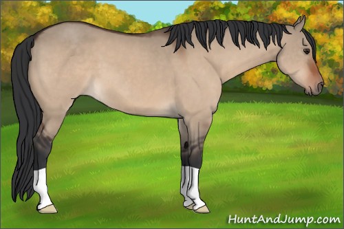 Horse Color:Brown Dun 