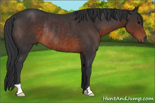 Horse Color:Brown Rabicano 