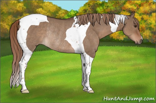 Horse Color:Liver Red Dun Tobiano Rabicano 