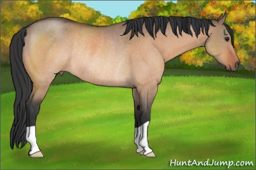 Horse Color:Bay Roan Dun Rabicano 