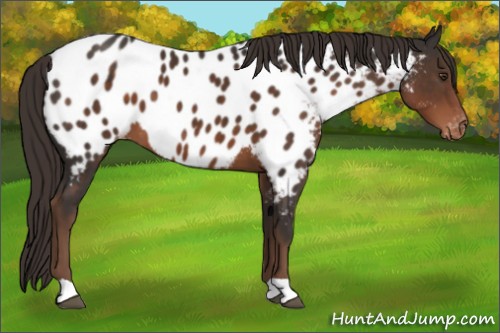 Horse Color:Liver Chestnut Appaloosa 