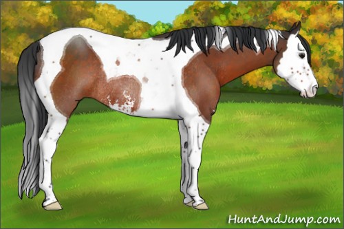 Horse Color:Brown Sabino Splash Tobiano Rabicano 