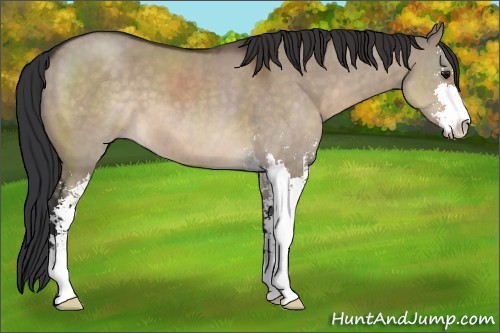 Horse Color:Brown Dun Sabino 