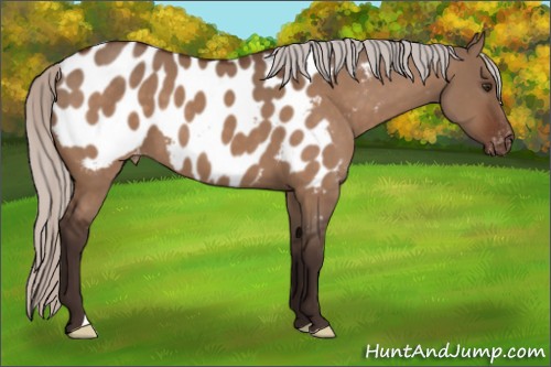 Horse Color:Silver Brown Dun Appaloosa 