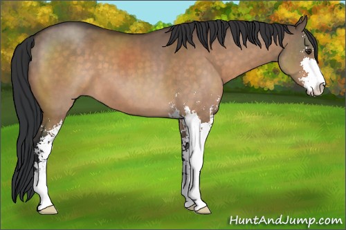 Horse Color:Brown Dun Sabino 
