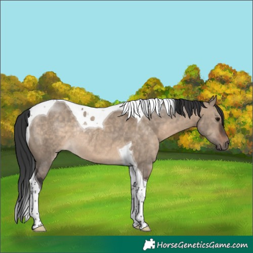 Horse Color:Brown Dun Tobiano Rabicano 