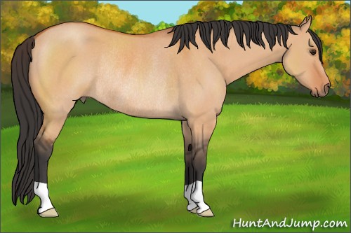 Horse Color:Bay Dun Rabicano 