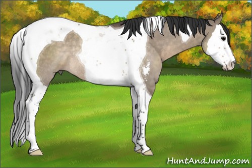 Horse Color:Brown Dun Sabino Splash Tobiano Rabicano 
