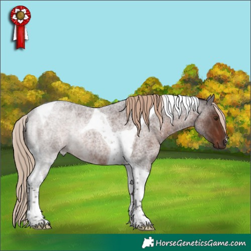 Horse Color:Liver Red Roan Tobiano Rabicano 