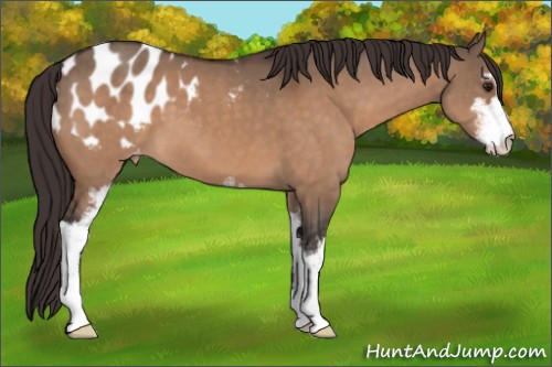 Horse Color:Bay Dun Sabino Appaloosa 