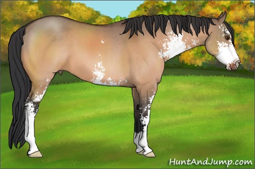 Horse Color:Brown Dun Sabino 