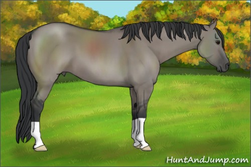 Horse Color:Grullo 