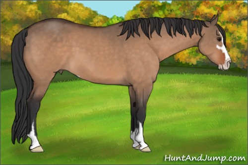 Horse Color:Bay Dun Sabino 