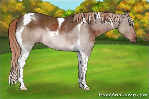Horse Color:Liver Chestnut Tobiano Rabicano 