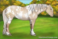Horse Color:White Spotted Silver Grullo Pearl Rabicano