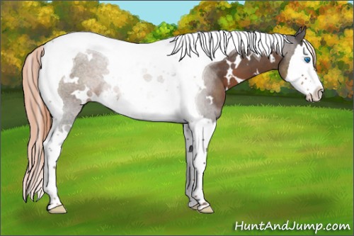 Horse Color:White Spotted Liver Chestnut Splash Tobiano Rabicano 
